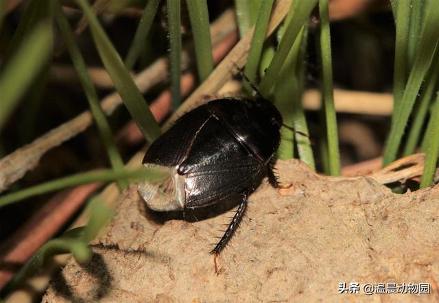 草蛉介绍，草蛉的特点是什么（小时候很多常见的虫子都令人难忘）