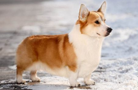 长毛柯基是串吗，什么样的柯基是长毛柯基（“纯种”和“串串”如何区分）