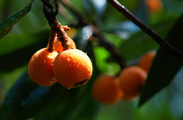 枇杷的诗句，枇杷的诗句关于思念爱人（这12首古诗你都知道吗）