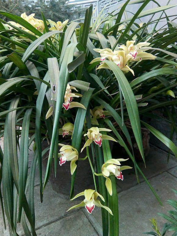 怎样养兰花 兰花的养殖方法，怎样养兰花（4个“基本”不能少）