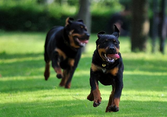 罗威纳犬的个性及饲养须知，罗威纳犬的特性（盘点罗威纳的几个优缺点）