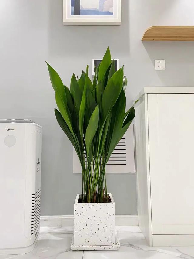 客厅适合养什么花，客厅适合养什么花和植物好风水（堪称“不死花”）