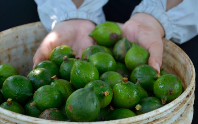 夏威夷果长什么样，原来夏威夷果是长这样的（夏威夷果：“名不副实”的坚果）