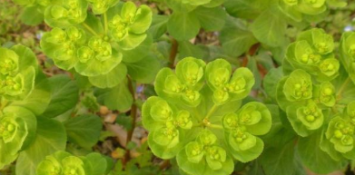 猫眼草的功效与作用，猫眼草的功效（农村里常见的\