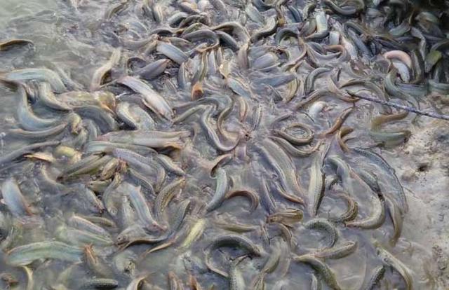 泥鳅怎么养殖，泥鳅怎么养殖才好（无土泥鳅养殖技术）