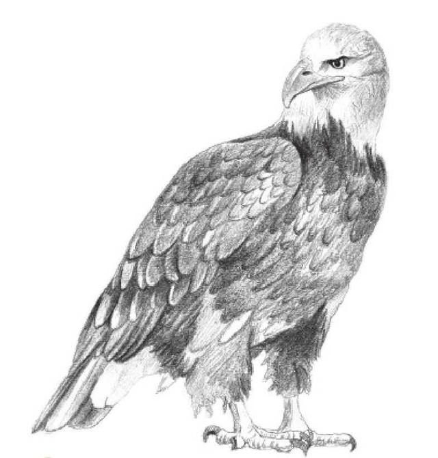 动物素描画，关于动物的画（适合初学者学习的动物素描步骤教程）