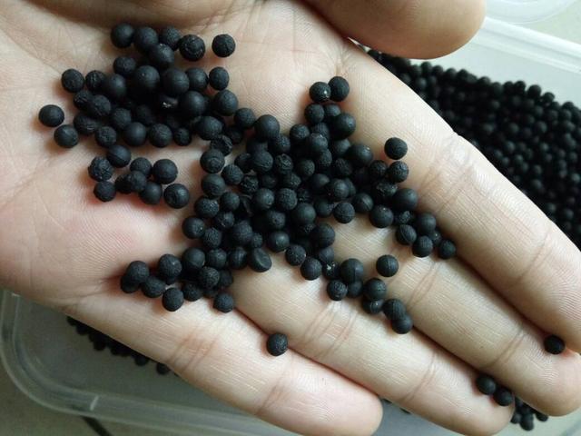 文竹种子种植方法如下，摘下10粒小种子