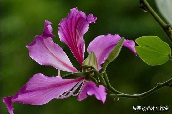 紫荆花花语，紫荆花花语小花仙（香港市花——紫荆花的花语和寓意）