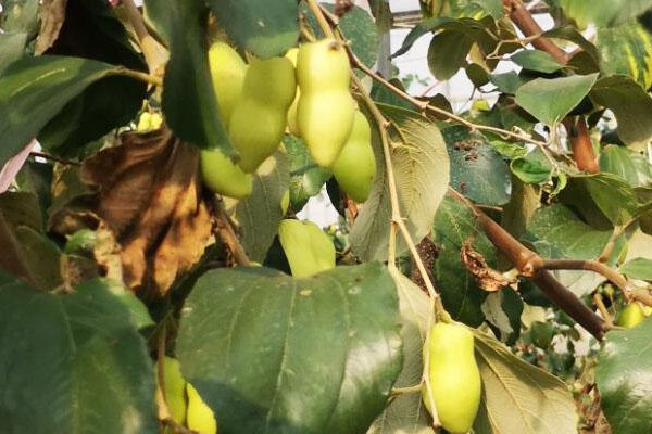 青枣，想栽培的话需要注意什么（青枣热量高吗）