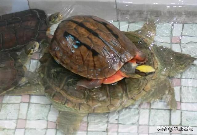 治疗乌龟眼病要注意什么，怎么预防乌龟眼睛肿胀（秋天，谨防乌龟出现烂眼病）