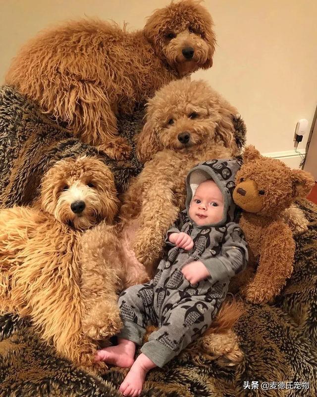 泰迪熊抱抱熊，一出生就有三个巨型“泰迪熊”陪睡（泰迪熊抱抱熊适合结婚送么）