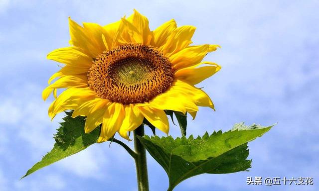 象征光明和黑暗并存的花，代表光明与救赎的花（象征光明的植物）