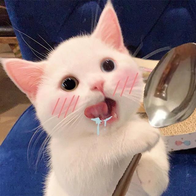 用猫做头像的男生，猫咪（可爱猫的微信头像）