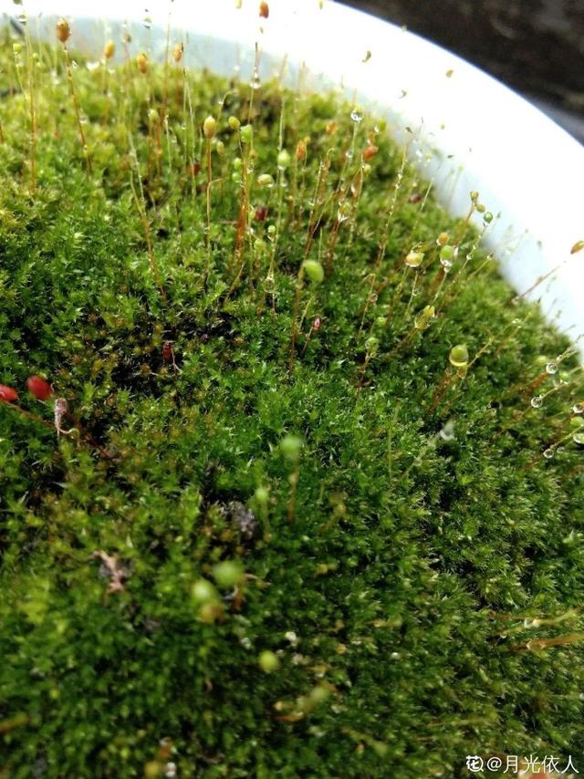 虎刺梅生虫怎么解决，虎刺梅长虫子怎么办（离太近都不好）