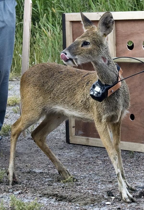 有一个成语带有獐字是什么，有一个成语带有獐字是什么成语（但这却成为它们濒危的主要原因）