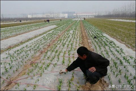 蒜苔怎么长出来的，蒜苔怎么种植（3点原因要知道）