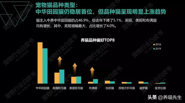 蓝猫是英短的一种吗，英国短毛猫为什么叫做“蓝猫”