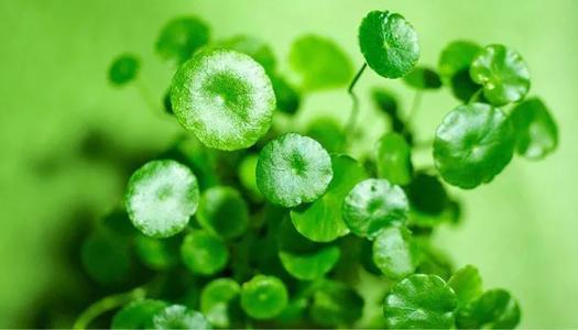 绿药膏的功效与作用，新绿药的作用和功效（修复皮肤破损的绿色之力）