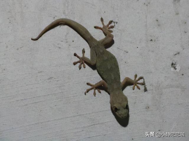 柬埔寨的冷知识，你不知道的国家冷知识——刷新认知的柬埔寨