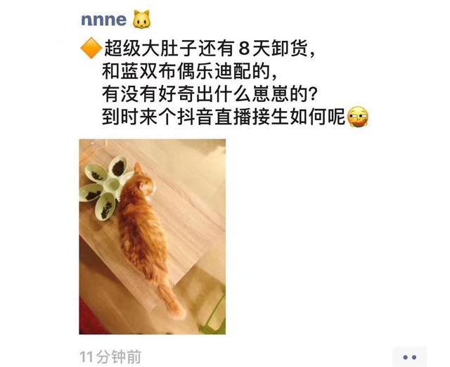 串串猫是什么品种，串串是什么品种（乱配生出的小猫）