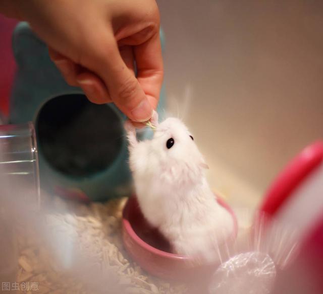 小仓鼠怎么喝水，小仓鼠不知道怎么喝水该怎么办（会严重影响仓鼠的健康）