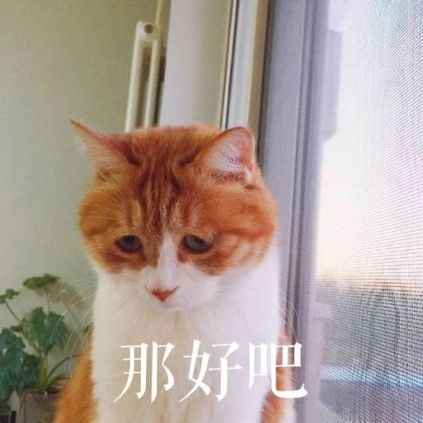 训猫的方法，训猫教程大全（驯养各类猫咪了方法攻略）