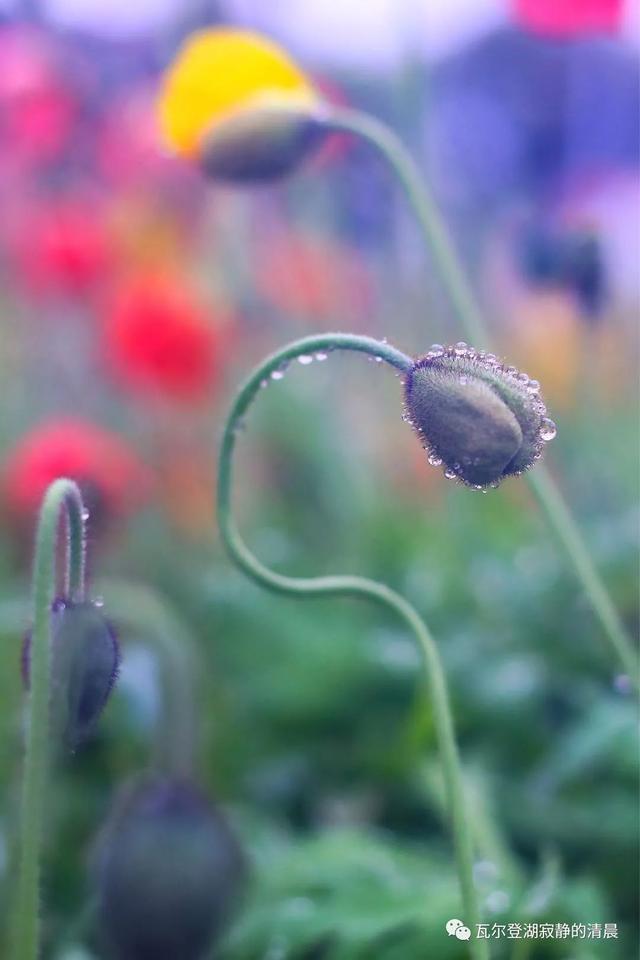 野罂粟(野罂粟图片,美丽却"邪恶"的罂粟花(野罂粟长什么样)