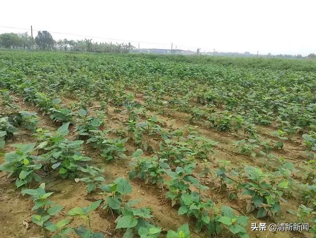 养蚕能赚钱吗，养蚕能赚钱吗养多少蚕才能挣一万（三坑有个大学生回乡种桑叶）