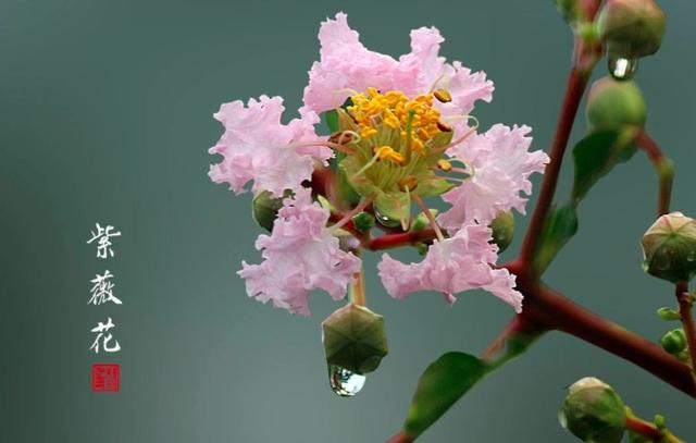 白居易的千古绝句全文，最后14字是千古名句