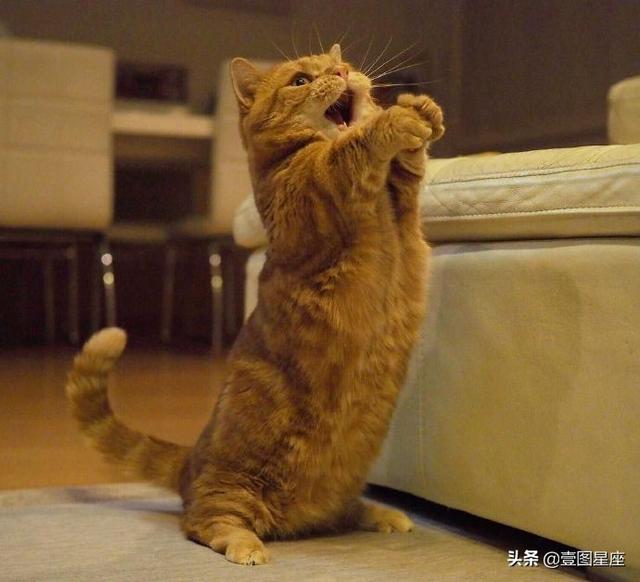 双子座的守护星，双子座的守护星座有（水星守护着双子座和处女座）