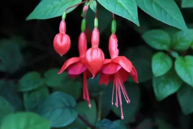 元宵节花灯种类，元宵节彩灯有哪些种类（今日元宵丨这些“花灯”见过3种算你厉害）