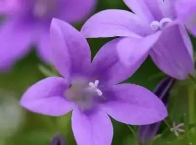 芙蓉花花语，芙蓉花花语及寓意（100种花的花语，太全了！）