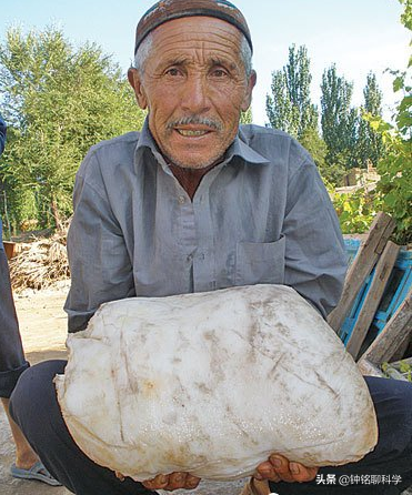 太岁是什么东西，太岁是什么东西图片（捡到的太岁为何还能继续生长）