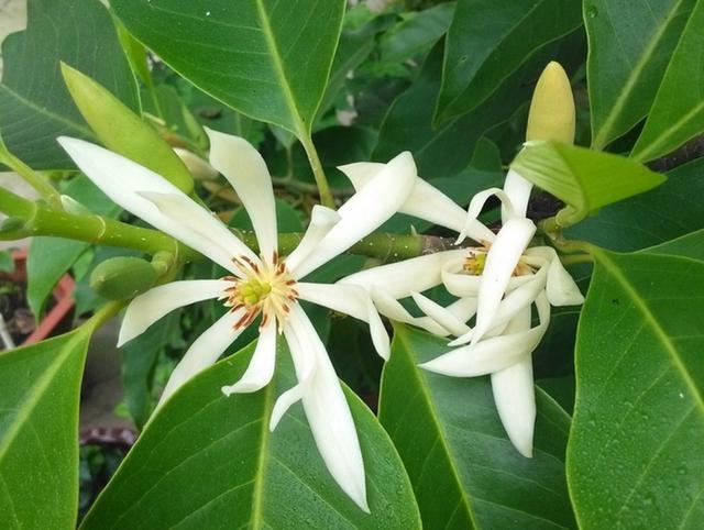 九里香什么时候开花，九里香怎么养才能开花（夏天“最香的”6种花）