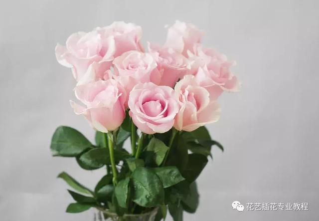 戴安娜玫瑰花语，戴安娜玫瑰（糖果雪山傻傻分不清楚）