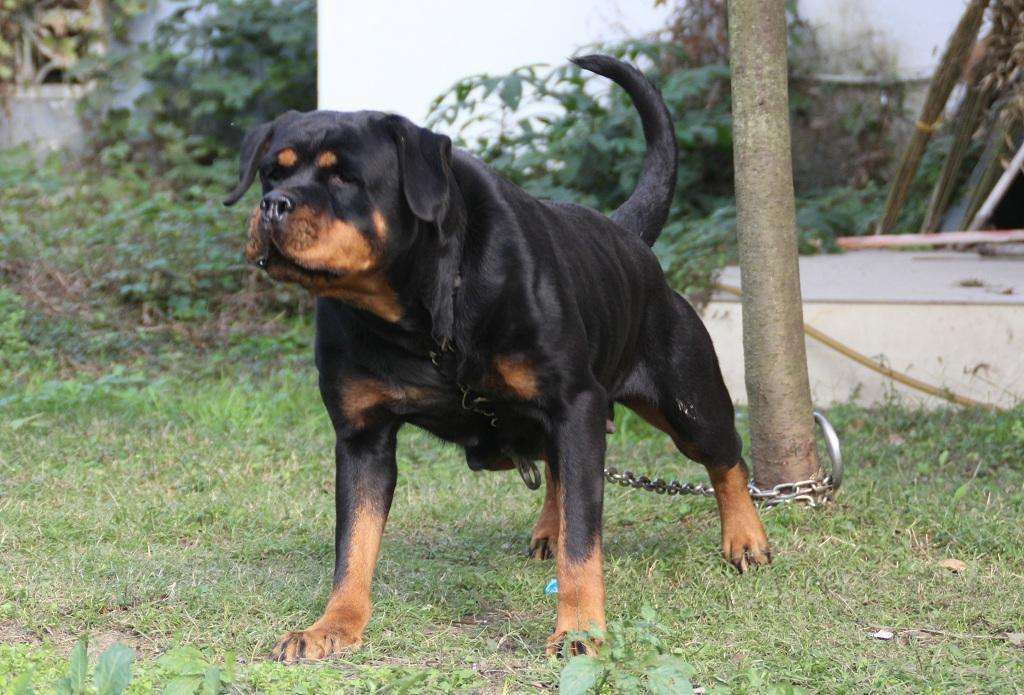 主人通过对罗威纳犬进行护卫训练,就可以获得一只聪明,忠诚且强壮的"