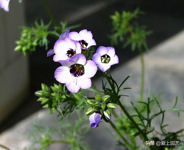 姬金鱼草的养殖方法详情介绍,姬金鱼草好养吗(总能在不经意间温暖你的