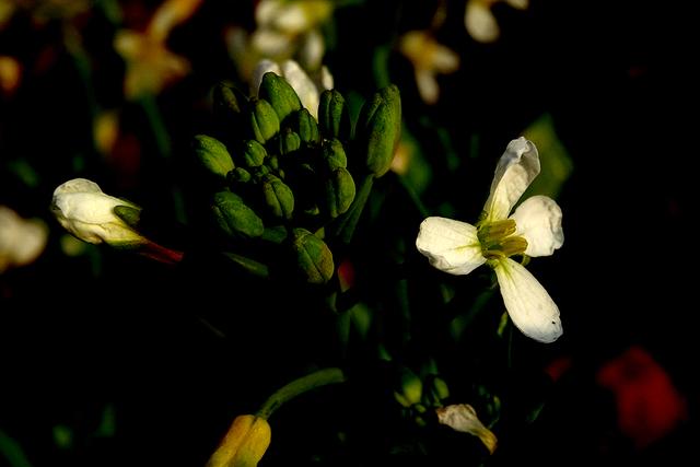 水瓶座的梦想会被遗忘到哪，水瓶座的梦想会被遗忘到哪个星球（十二星座童年时的梦想各是什么）