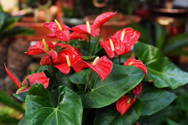 家里最旺财的十种花,家里种什么花风水好又旺财(7种"吉利花")