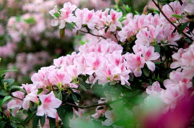 十二星座几岁被表白，12星座一生被表白多少次（让十二星座心动的爱情都发生在几岁）