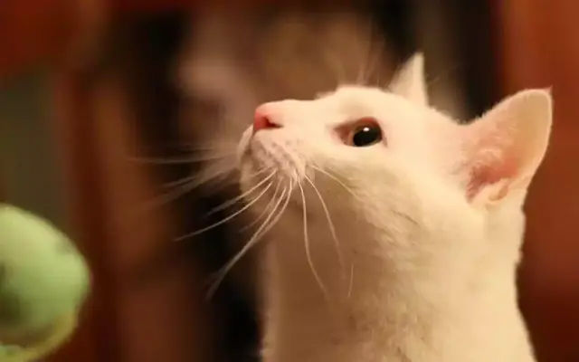 猫鼻子干怎么回事，为什么猫咪的鼻子一直是湿的