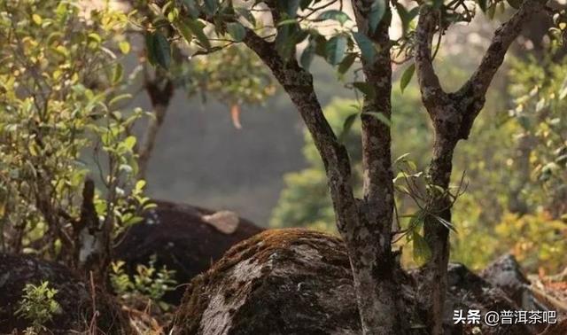 昔归茶特点，昔归熟茶特点（昔归茶好的几大原因）