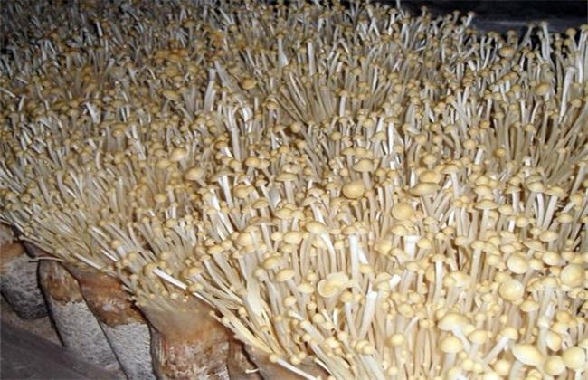 什么是金针菇菌种，菌菇是金针菇吗（从准备原料到采收）