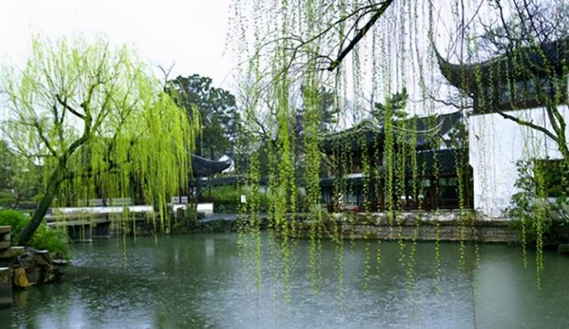 垂柳的象征意义，吉林市树是什么树（知苑新语 ， 千丝垂柳江南岸）
