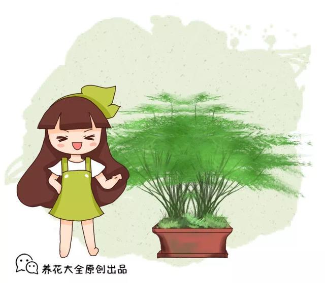 文竹的修剪方法，气质瞬间不一样