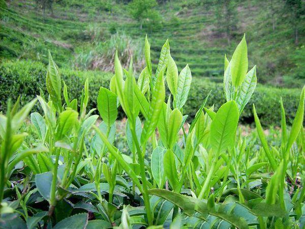 历史悠久的南京茶文化，南京茶南历史（中国茶叶历史悠久名扬四海）