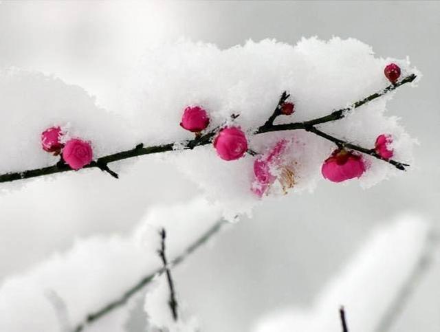 关于鹰的励志诗句，关于鹰的励志诗句大全（展翅雄鹰 诗词选）