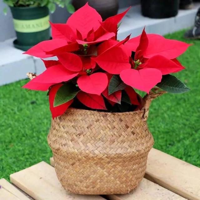 1,十月中国红,推荐6种红色系花,家里养几盆,红红火火,真喜庆