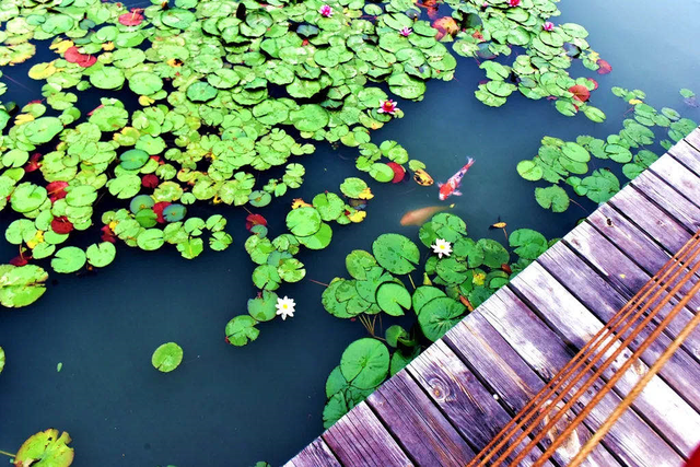 微山湖有哪些景区值得去玩，微山湖哪个景区最值得去（坐拥130000亩荷塘）