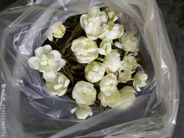 不锈钢盆可以放烤箱吗，烤箱里可以放不锈钢盆吗（10种花最养人）